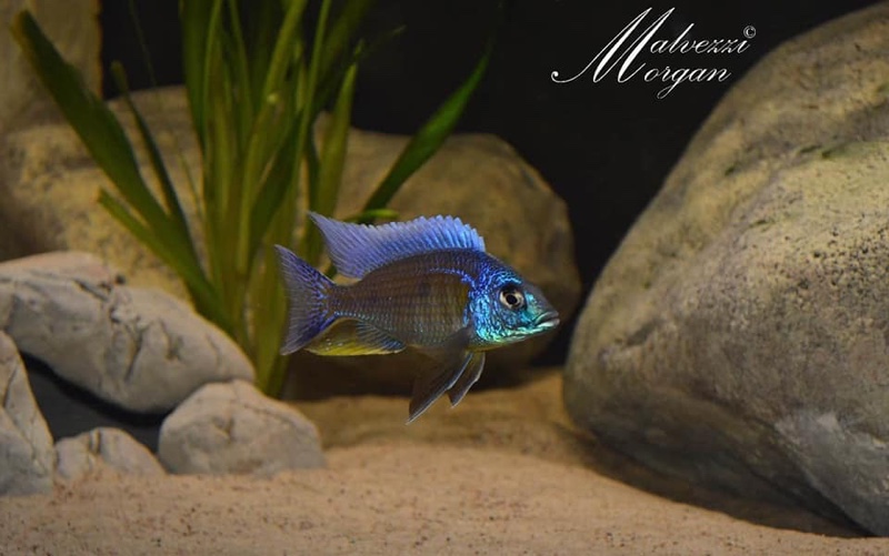 Copadichromis verduyni 'Border'